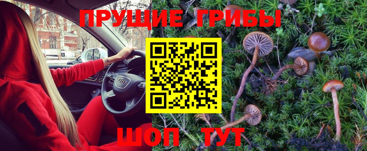 Псилоцибиновые грибы Magic Shrooms  Вход с VPN  где купить   Кувандык  Галлюциногенные грибы Cubensis 